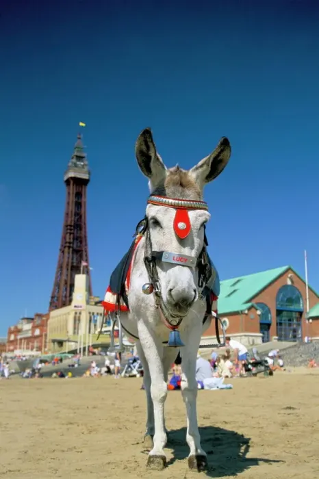 Framed Print : Seaside donkey print with Blackpool tower Framed Print : Seaside donkey print with Blackpool tower