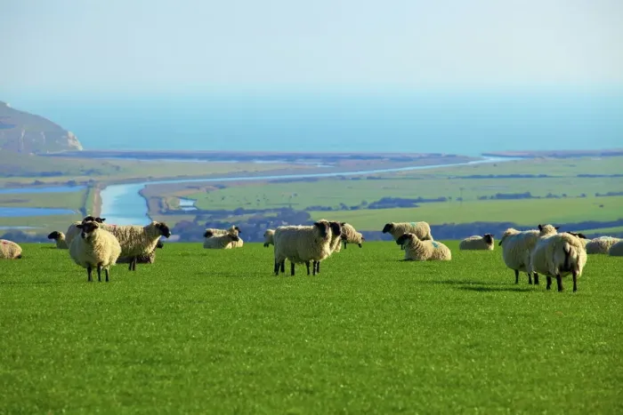 Framed Print : Sheep Print with Cuckmere Haven Landscape Framed Print : Sheep Print with Cuckmere Haven Landscape