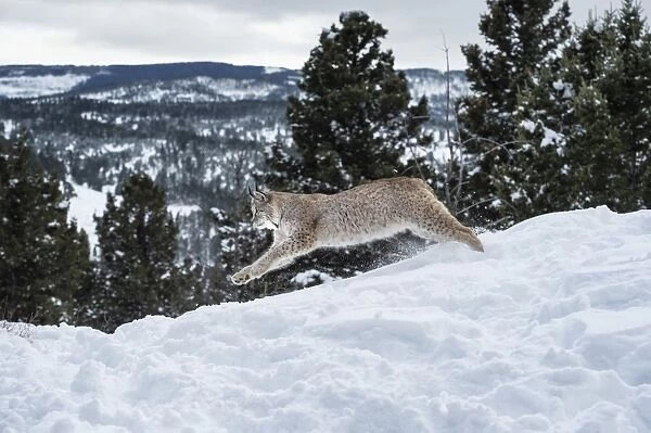 Siberian lynx (Iberian lynx) (Lynx lynx), Montana, United States of America, North