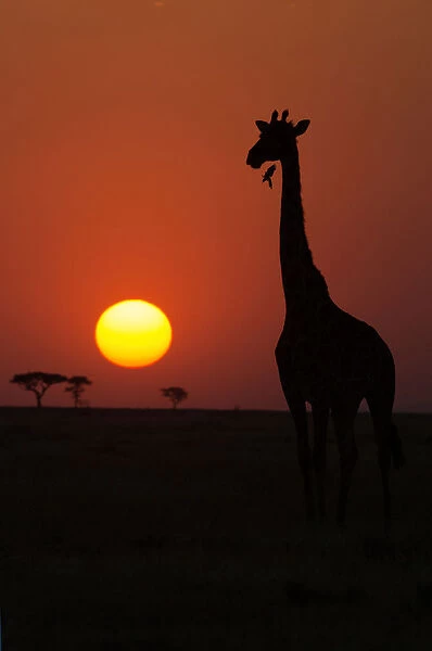 Silhouette of giraffe (Giraffa camelopardalis) at sunset, Serengeti National Park