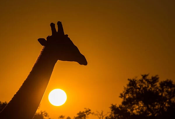 Silhouette of giraffe (Giraffa), with setting sun, South Luangwa National Park, Zambia