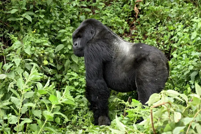 Framed Print : Silverback Mountain Gorilla Print Framed Print : Silverback Mountain Gorilla Print