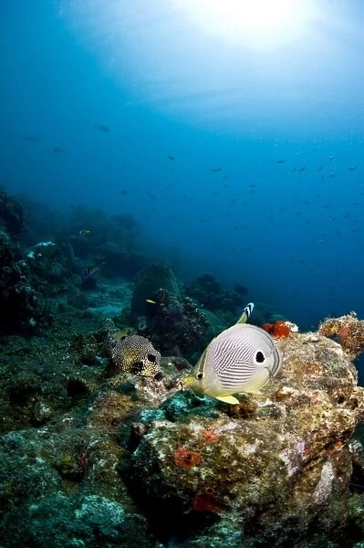 Smooth trunkfish (Lactophrys triqueter), and foureye butterflyfish (Chaetodon capistratus), St. Lucia, West Indies, Caribbean, Central America