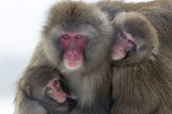 Snow monkey (Macaca fuscata) group with baby cuddling together in the cold, Japanese macaque