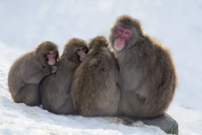 Framed Print : Snow Monkeys Huddling Together Print Framed Print : Snow Monkeys Huddling Together Print