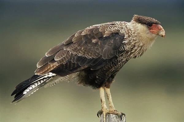 A Southern caracara, Torres del Paine National Park, Patagonia, Chile, South America