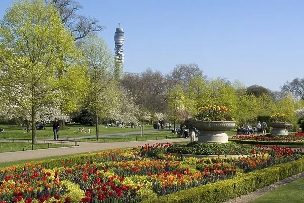 Spring display of tulips, Regents Park, London, England, United Kingdom, Europe