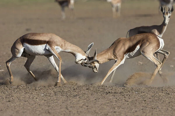Springbok (Antidorcas marsupialis) fighting, Kgalagadi Transfrontier Park, South Africa