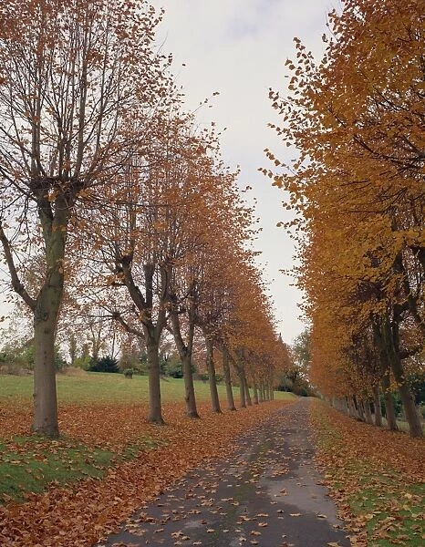 Straight, empty tree lined road in autumn, near Mickleham, Surrey, England