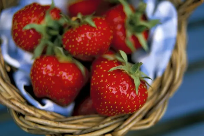 Framed Print : Strawberries in a Wicker Basket Print Framed Print : Strawberries in a Wicker Basket Print