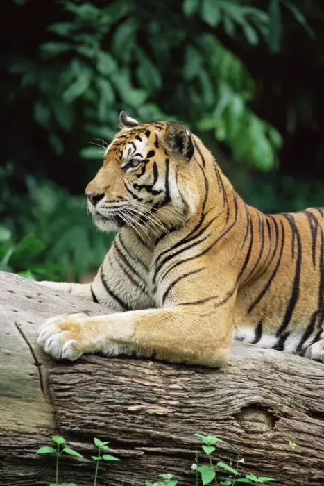 Framed Print : Sumatran Tiger Print, 120 kg in captivity Framed Print : Sumatran Tiger Print, 120 kg in captivity