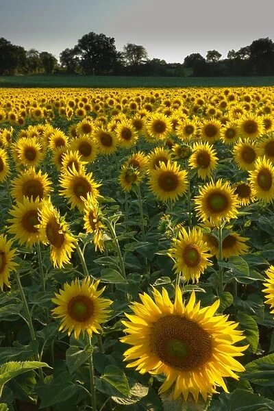 Sunflowers, near Chalabre, Aude, France, Europe