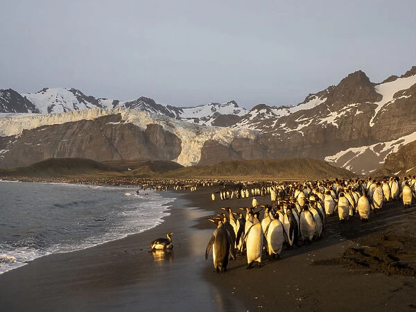 Sunrise on king penguin (Aptenodytes patagonicus) breeding colony at Gold Harbor