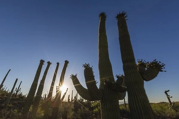 Sunrise on saguaro cactus in bloom (Carnegiea gigantea), Sweetwater Preserve, Tucson