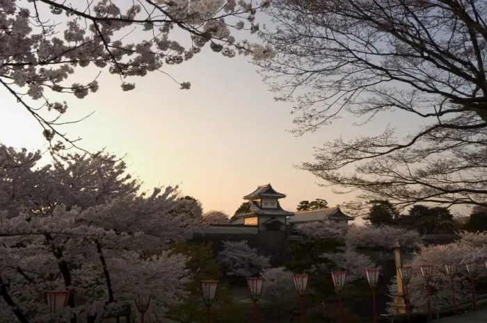 Framed Print : Cherry Blossom Sunset Print Framed Print : Cherry Blossom Sunset Print