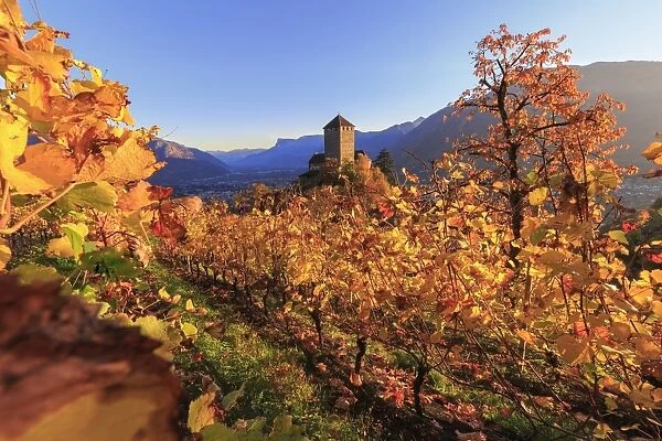 Sunset light illuminates the vineyards surrounding Tirolo Castle, Merano, Val Venosta