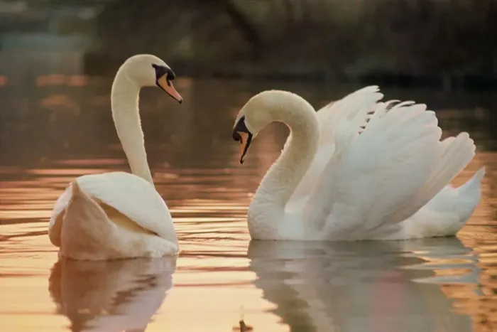 Framed Print : Print of Two Swans on Water Framed Print : Print of Two Swans on Water