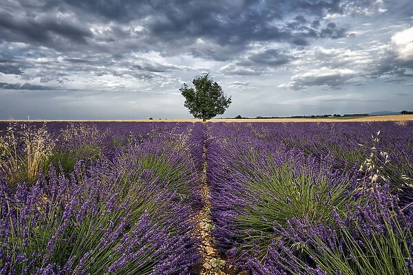 Symmetric lavender field and a lonely tree in the middle, Valensole, Provence, France