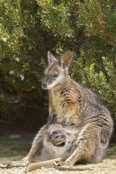 Tammar wallaby (Macropus eugenii), Flinders Chase National Park, Kangaroo Island