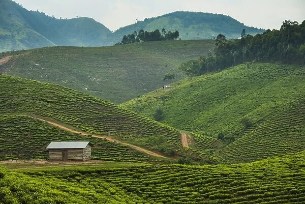 Tea plantation in the mountains of southern Uganda, East Africa, Africa