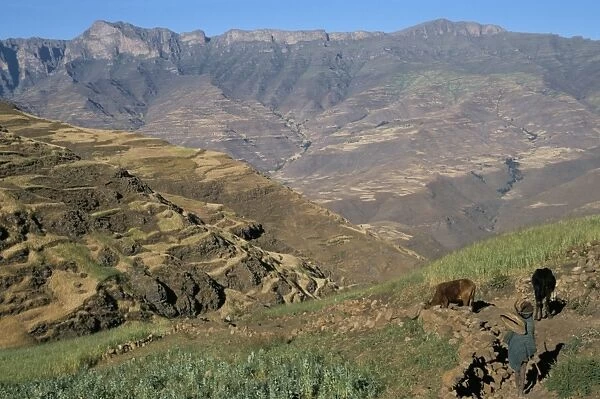 Terraced fields near Ambikwa village, Simien Mountains National Park, UNESCO World Heritage Site