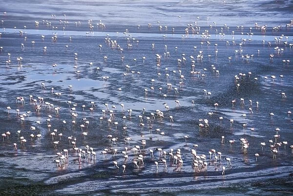 Thousands of flamingos at Laguna Colorada, a salt lake in the Altiplano of Bolivia