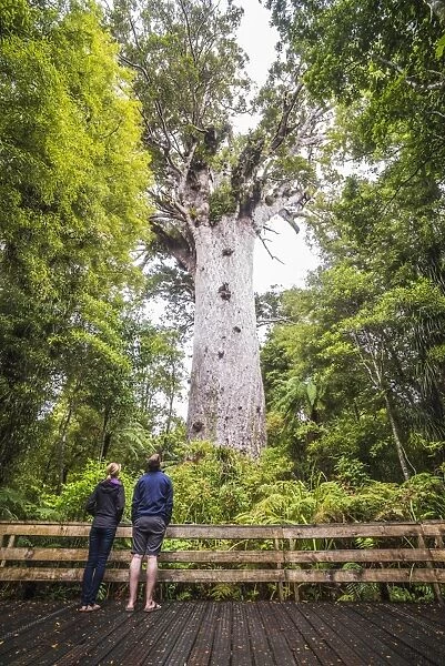 Tourists at Tane Mahuta (Lord of the Forest), the largest Kauri Tree in New Zealand