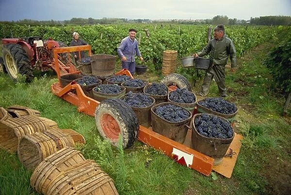 Tractor trailer loaded with black grapes, men and women grape pickers in vineyard, St