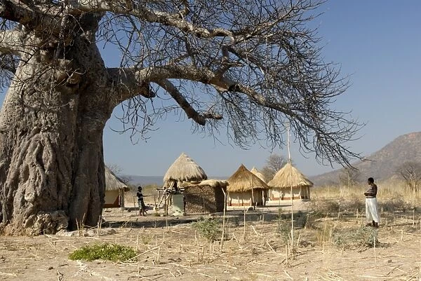 Traditional settlement and large baobab tree near Lake Kariba, Zimbabwe, Africa
