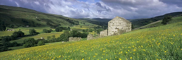 Traditional stone barn and buttercup meadow in Swaledale with stormy sky, Gunnerside