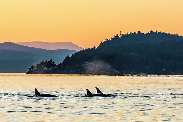 Transient killer whales (Orcinus orca) surfacing at sunset, Haro Strait, Saturna Island, British Columbia, Canada, North America