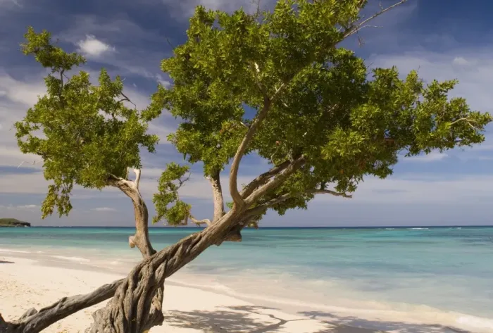 Framed Print : Guardalavaca Beach Tree Print Framed Print : Guardalavaca Beach Tree Print