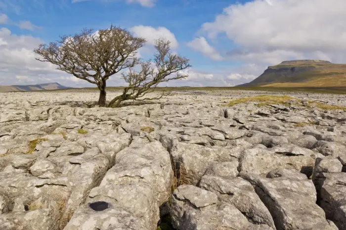Framed Print : Tree roots growing through limestone in White Scars, Ingleton Print Framed Print : Tree roots growing through limestone in White Scars, Ingleton Print