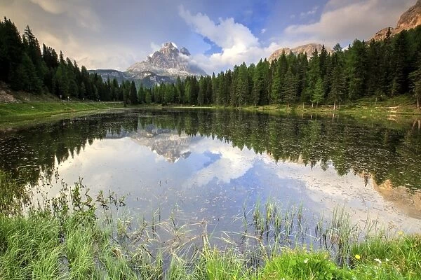 Trees reflected in Lake Antorno at sunset, Auronzo of Cadore, Veneto Sesto Dolomites
