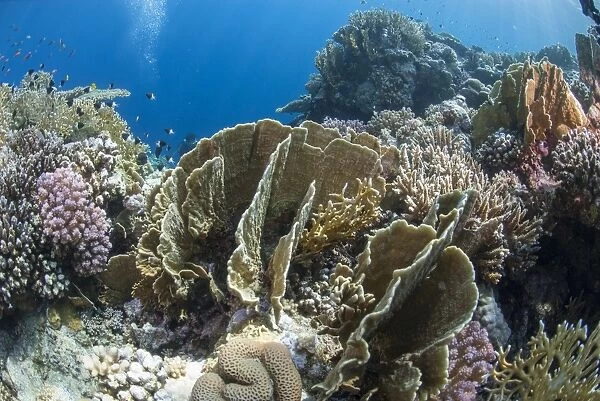 Tropical coral reef scene in natural lighting, Ras Mohammed National Park, off Sharm el Sheikh, Sinai, Egypt, Red Sea, Egypt, North Africa, Africa
