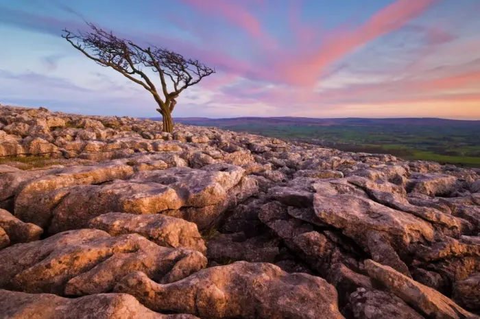Framed Print : Twistleton Scar End Tree Print Framed Print : Twistleton Scar End Tree Print