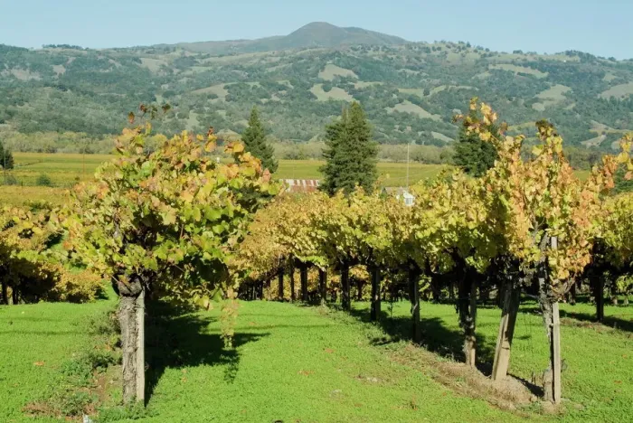 Framed Print : Sonoma County Vineyard Print Framed Print : Sonoma County Vineyard Print