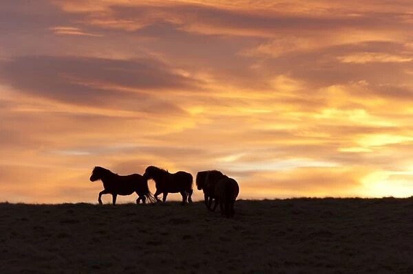 Welsh ponies silhouetted against the dawn sky on the Mynydd Epynt high moorland, Powys