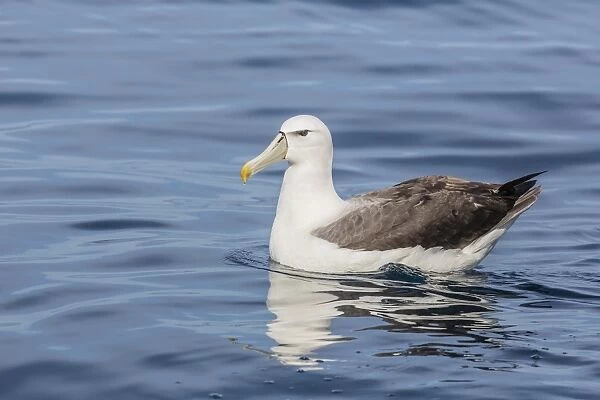 White-capped albatross, Thalassarche steadi, in calm seas off Kaikoura, South Island, New Zealand