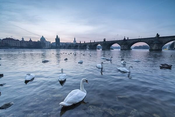 White swans on the Vltava River and the historical Charles Bridge at sunrise, UNESCO