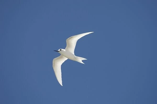 White tern, Bird Island, Tikehau, Tuamotu Archipelago
