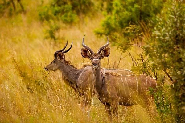 Wild African deer, at Kruger National Park, Johannesburg, South Africa, Africa