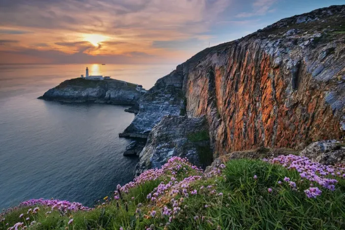Framed Print : South Stack Lighthouse Print - Sunset Cliffs with Wildflowers Framed Print : South Stack Lighthouse Print - Sunset Cliffs with Wildflowers