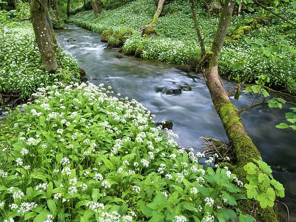 Wild garlic, on the way to Janets Foss, Malham, Yorkshire Dales National Park, Yorkshire