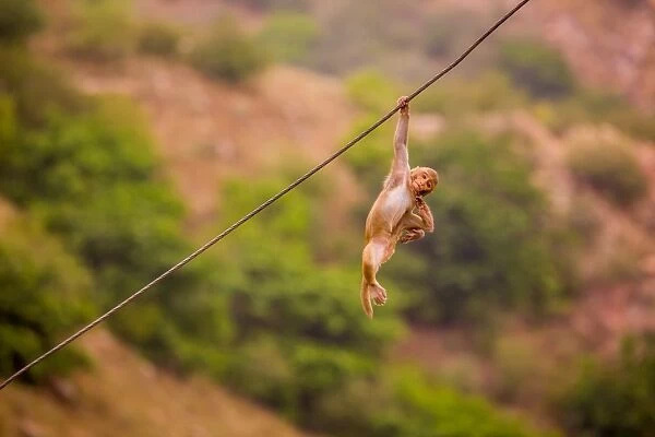 Wild monkey hanging out, Jaipur, Rajasthan, India, Asia