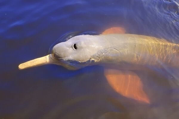 Wild pink Amazon River dolphin, Amazon River, Brazil, South America