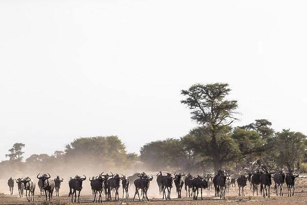 Wildebeest (Connochaetes taurinus) herd, Kgalagadi Transfrontier Park, South Africa