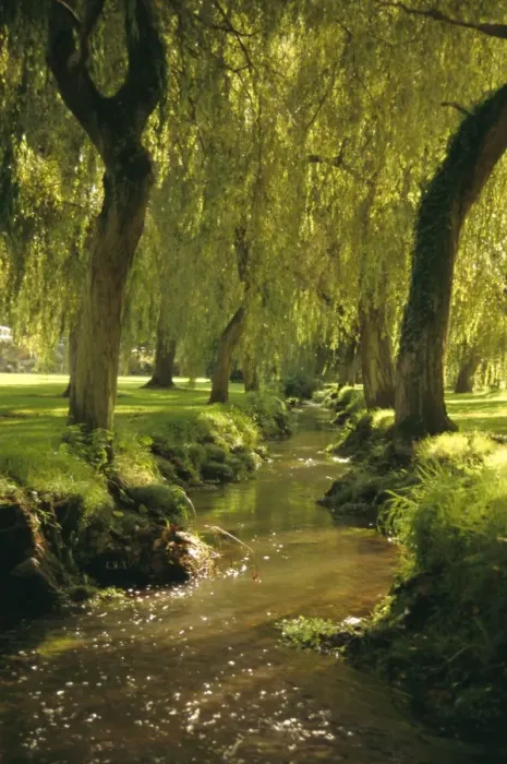 Framed Print : Willow trees print over forest stream Framed Print : Willow trees print over forest stream