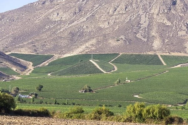 Wine production in the footills of the Andes, Valparaiso region, Chile, South America