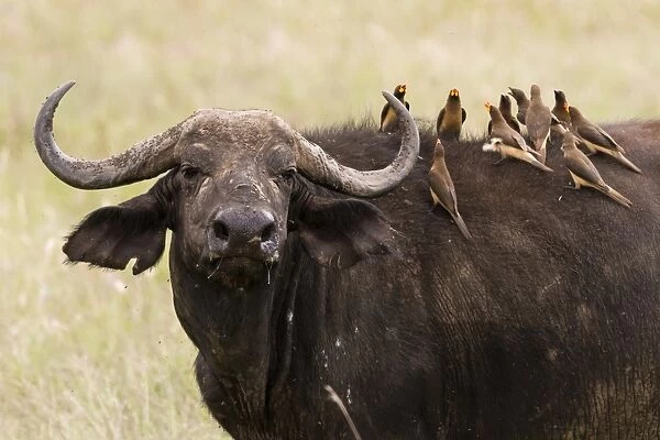 Yellow-billed oxpeckers (Buphagus africanus) on the back of an African buffalo (Syncerus caffer)